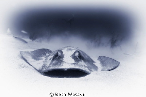This image of a southern stingray was taken in Little Cay... by Beth Watson 
